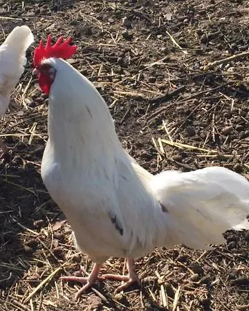 Bei Plön * Kleinmeinsdorf